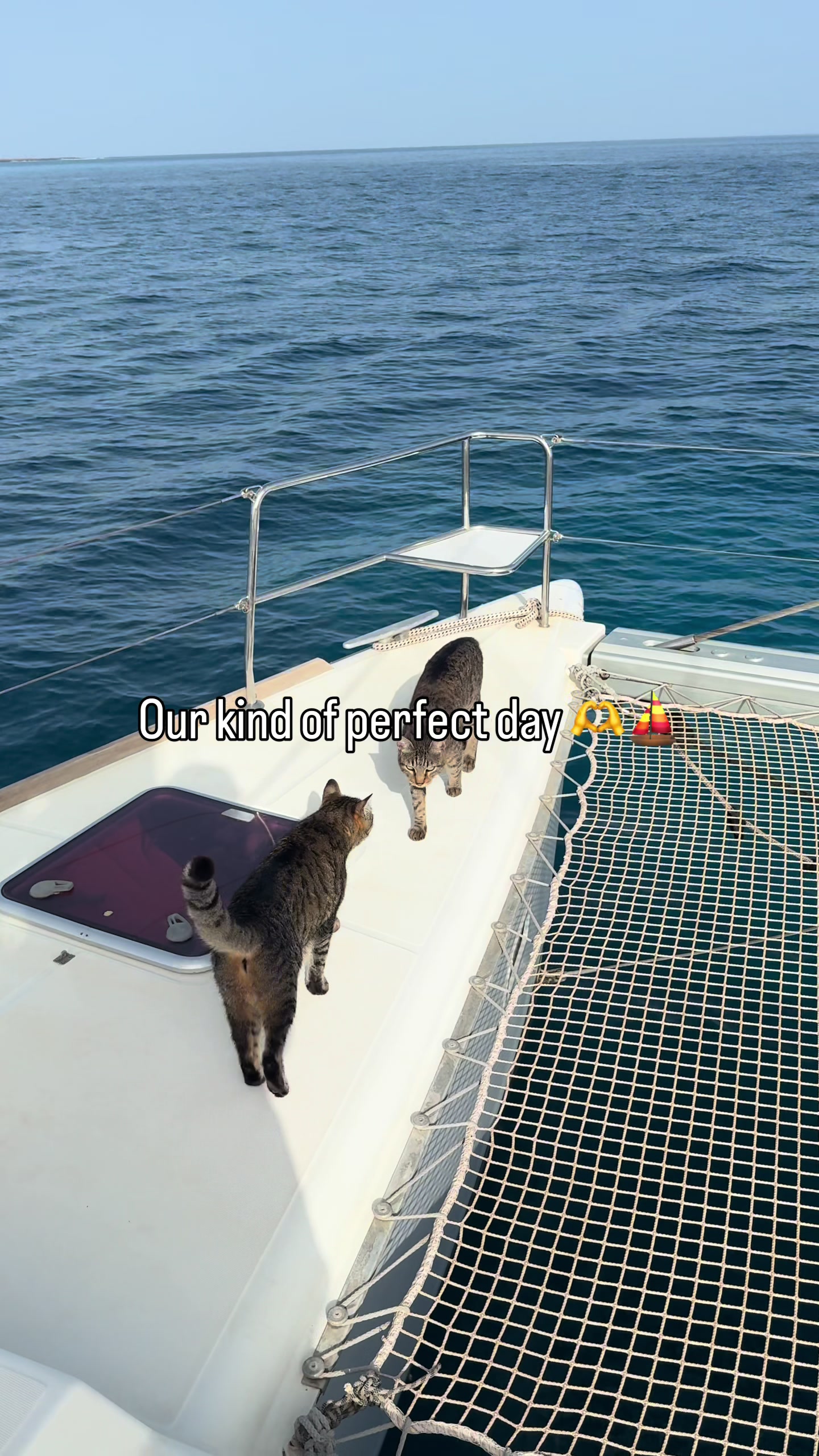 @cats on a catamaran