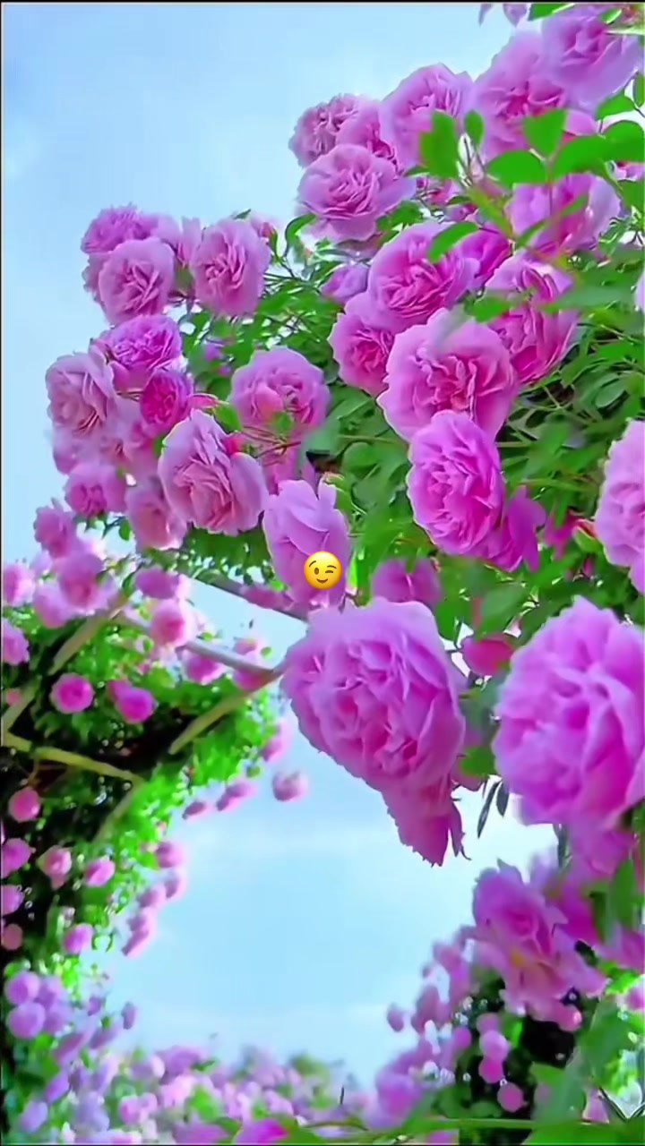 @꧁𝑆𝑎𝑑𝑎𝚏❦𝐴𝑧𝑖𝑧✫꧂