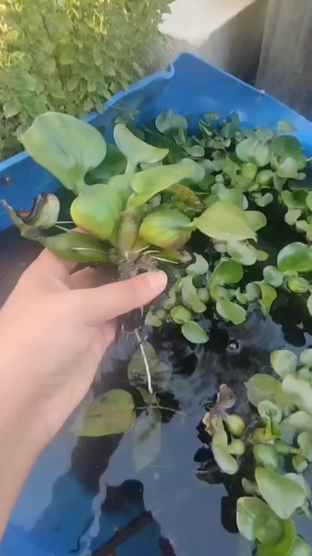 @Lotus bitki satışı