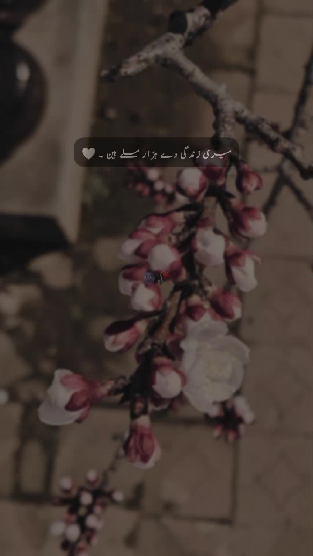 @๐ ๐ ๐ ๐ข ๐๐ซ