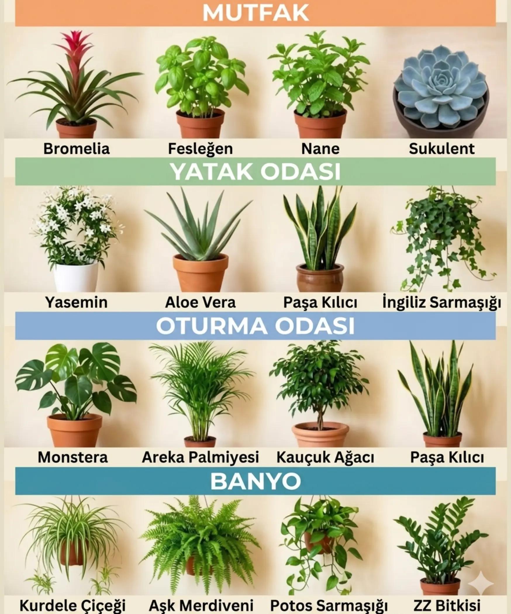 @Lotus bitki satışı