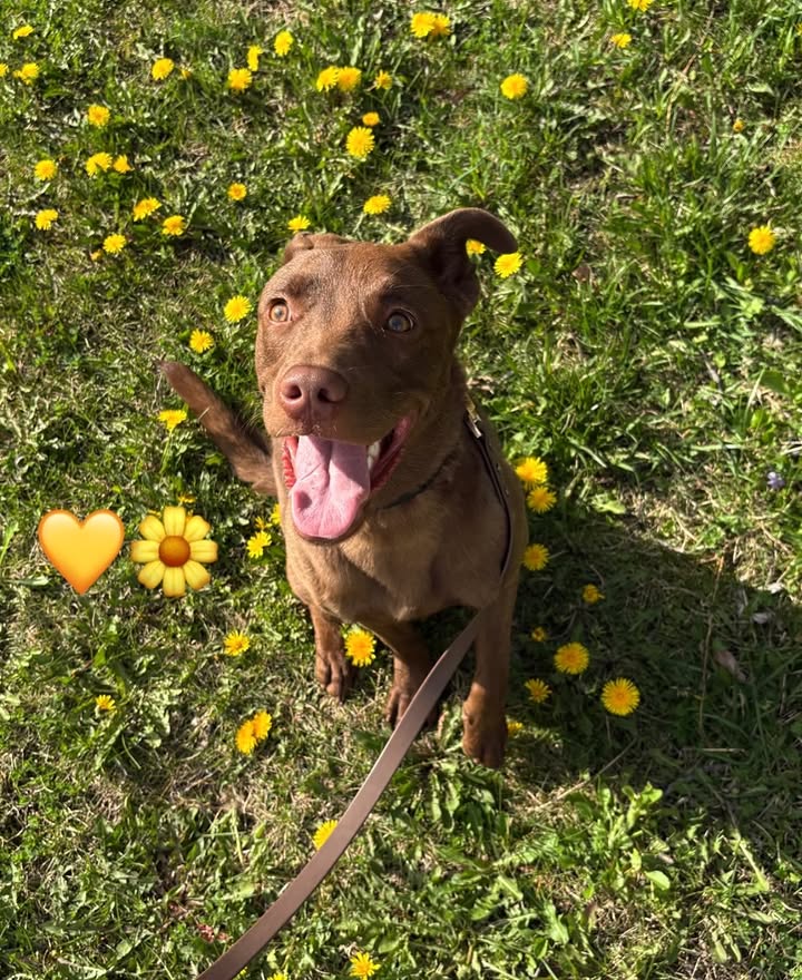 @united Stray haven