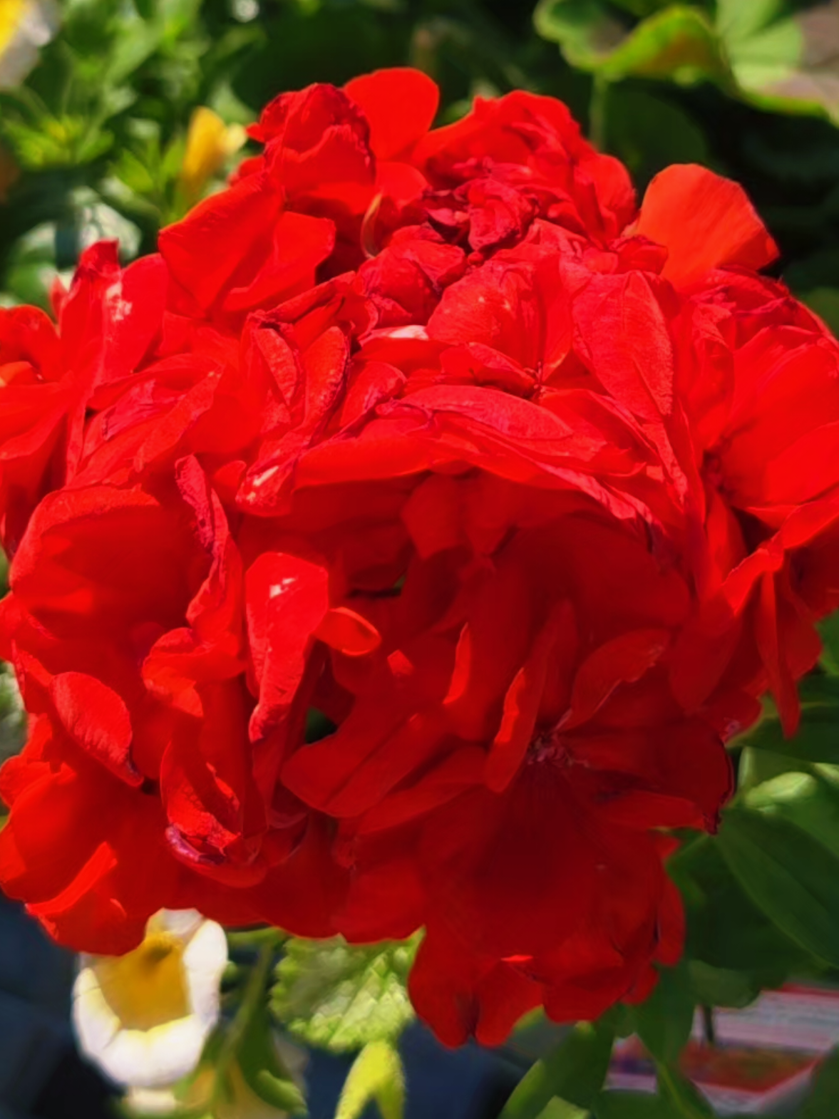 @ChiranjibiR