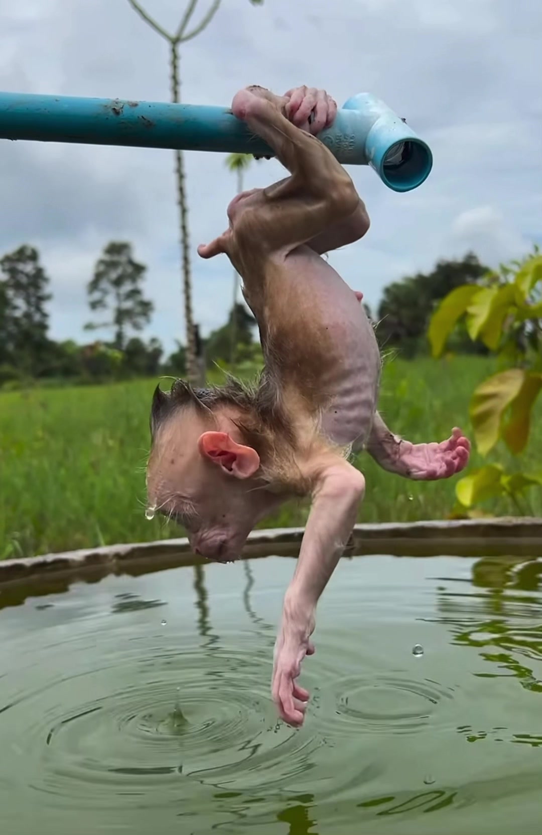 @monkey masaou1234