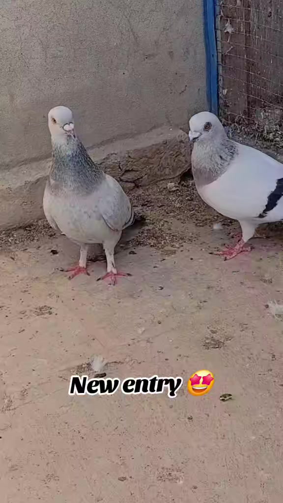 @Aleehaider990