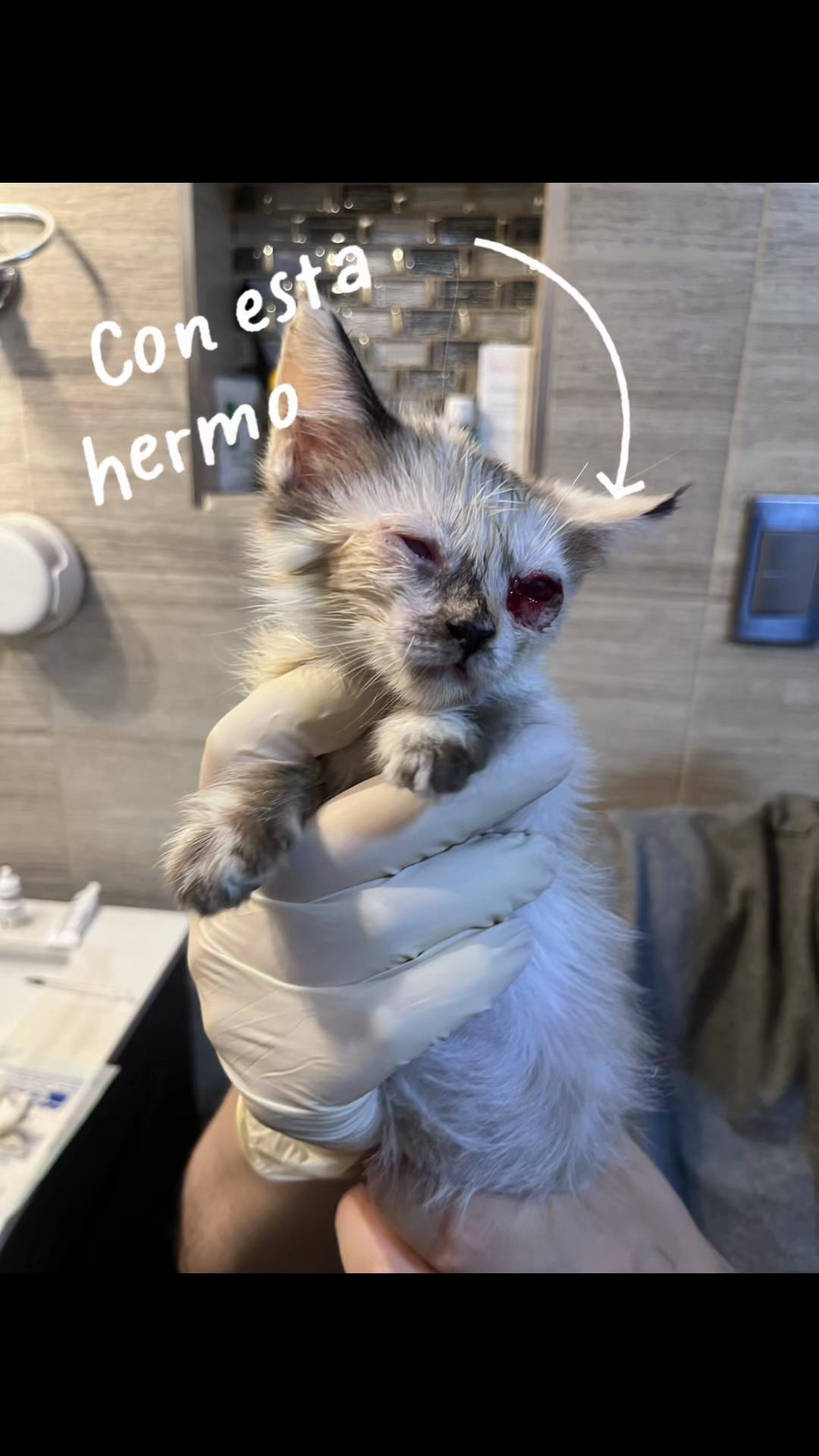 @Cosas de mis gatos 🐱