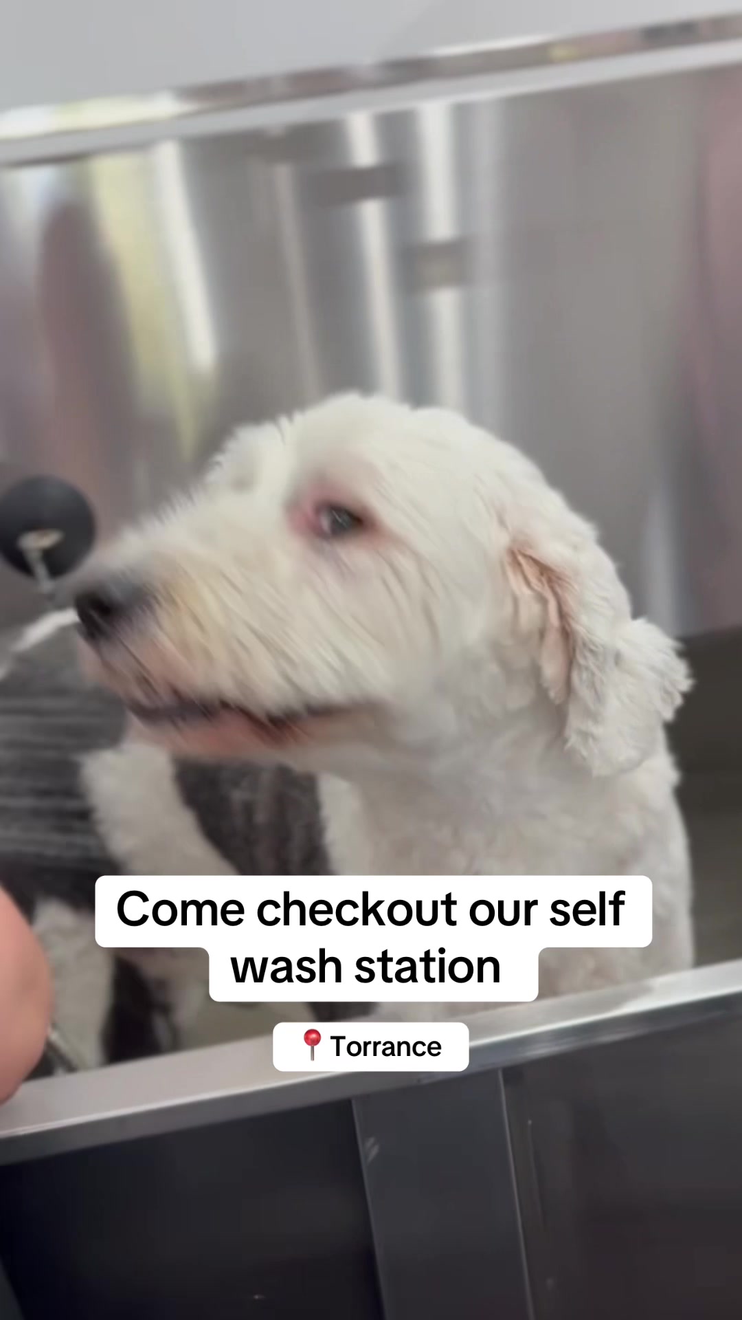 @dogwashla