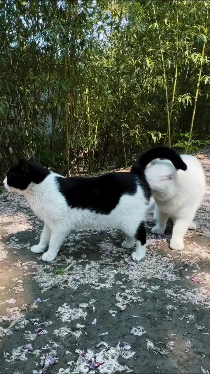 @Random Cat Stuff