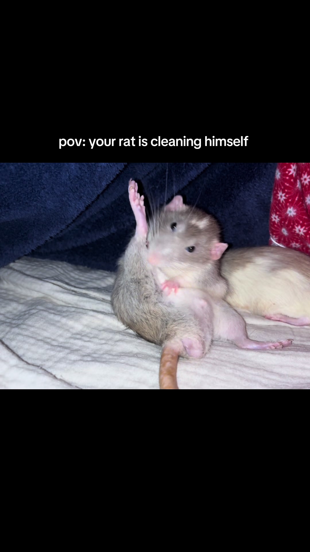@Roxy&rsquo;s rats