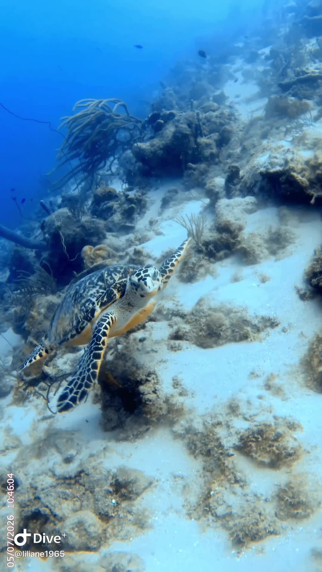 @Divestories Curacao    +Follow