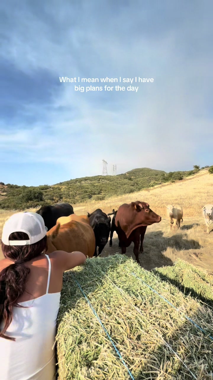 @hvrcattle