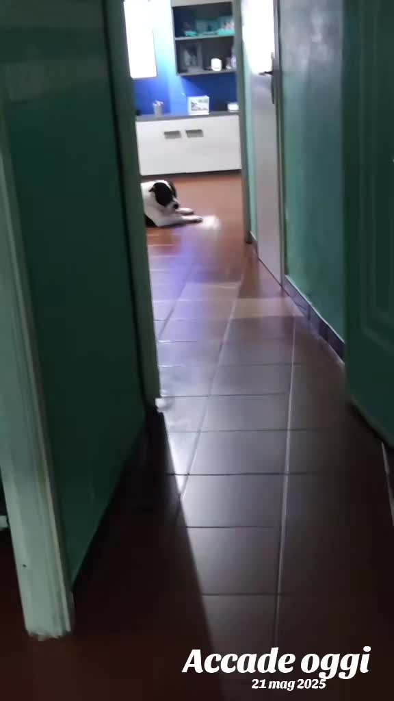 @🧜🏻&zwj;♀️Ƭєяєѕ&alpha; & Ɓє&eta;&iota;т&sigma;🐕