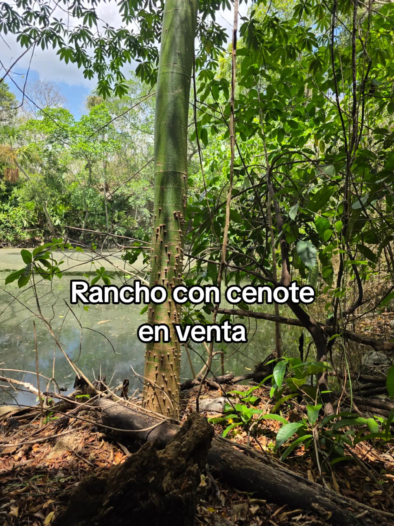 @Jose Chein - Bienes Raices