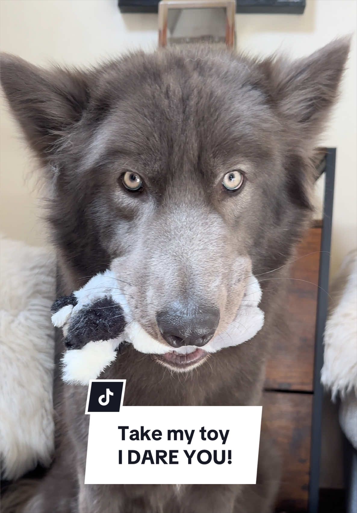 @My Blue Wolf
