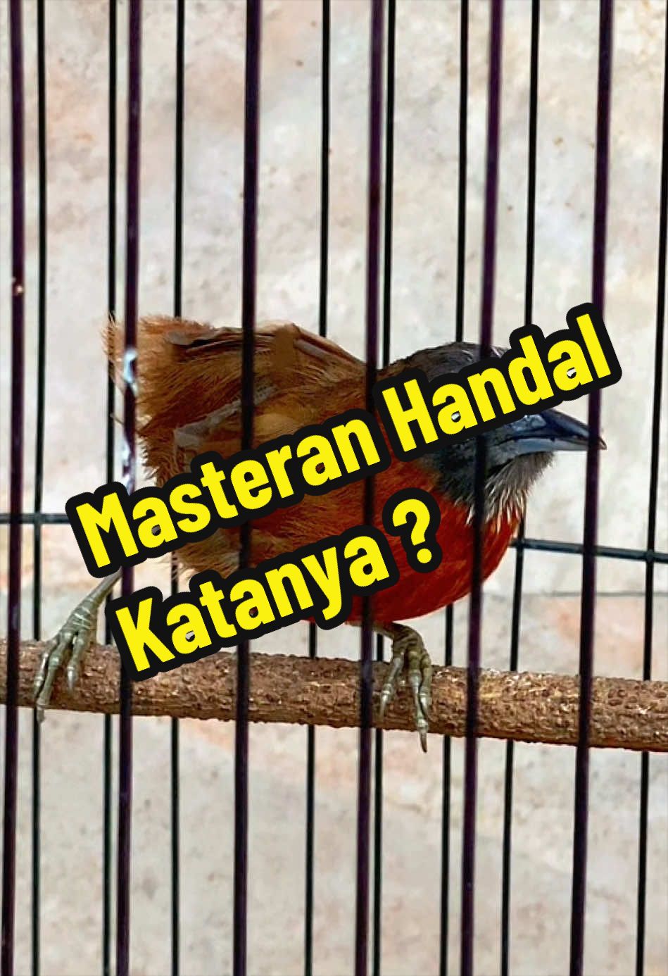 @GeDang Manuk