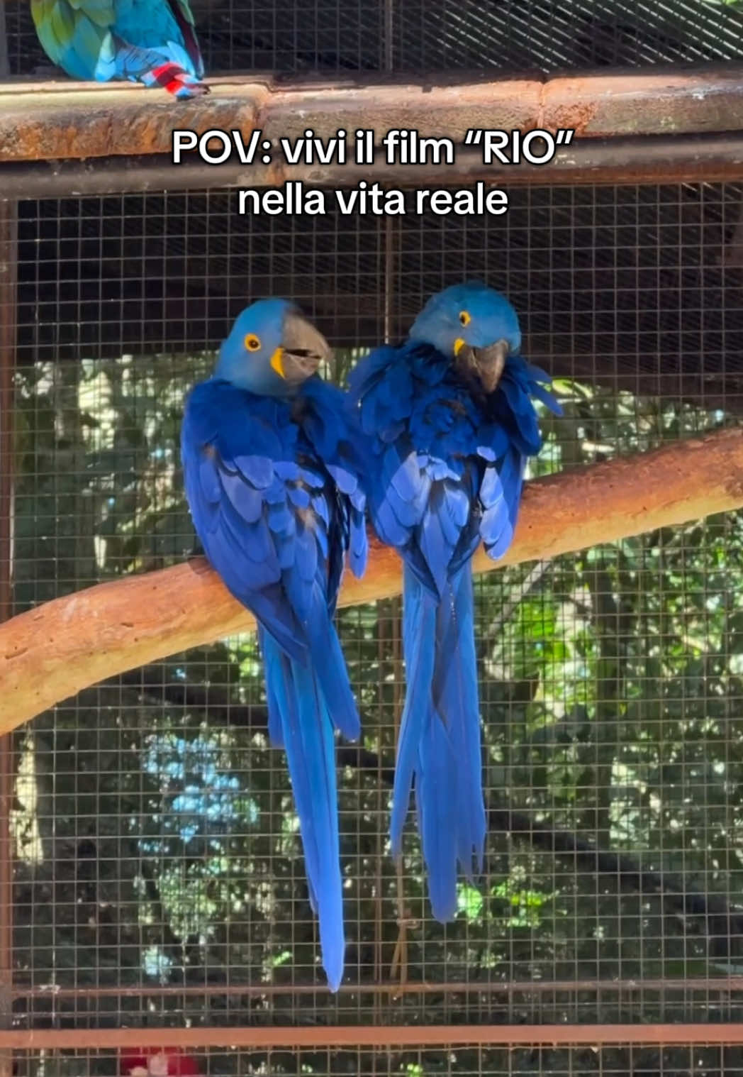 @Diego Fusina
