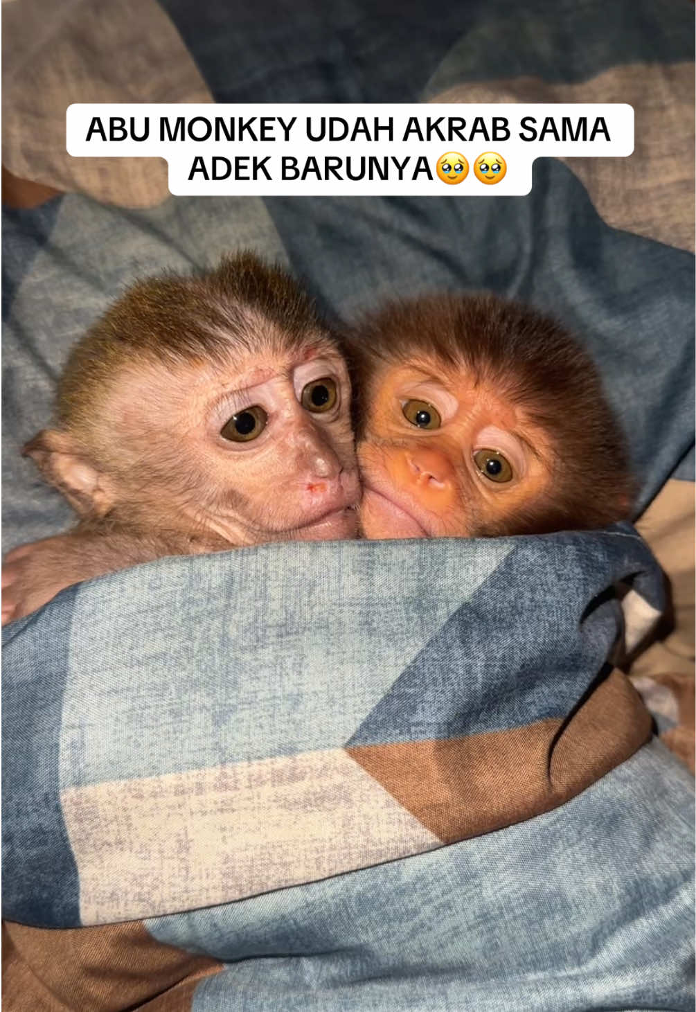@Adinsyach
