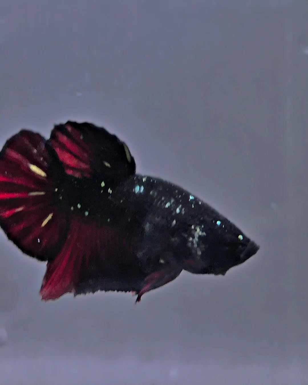 @Sakana Betta Batam