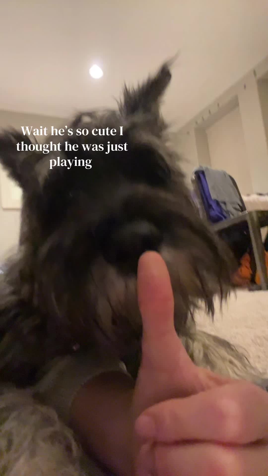 @riseofthephoenix21