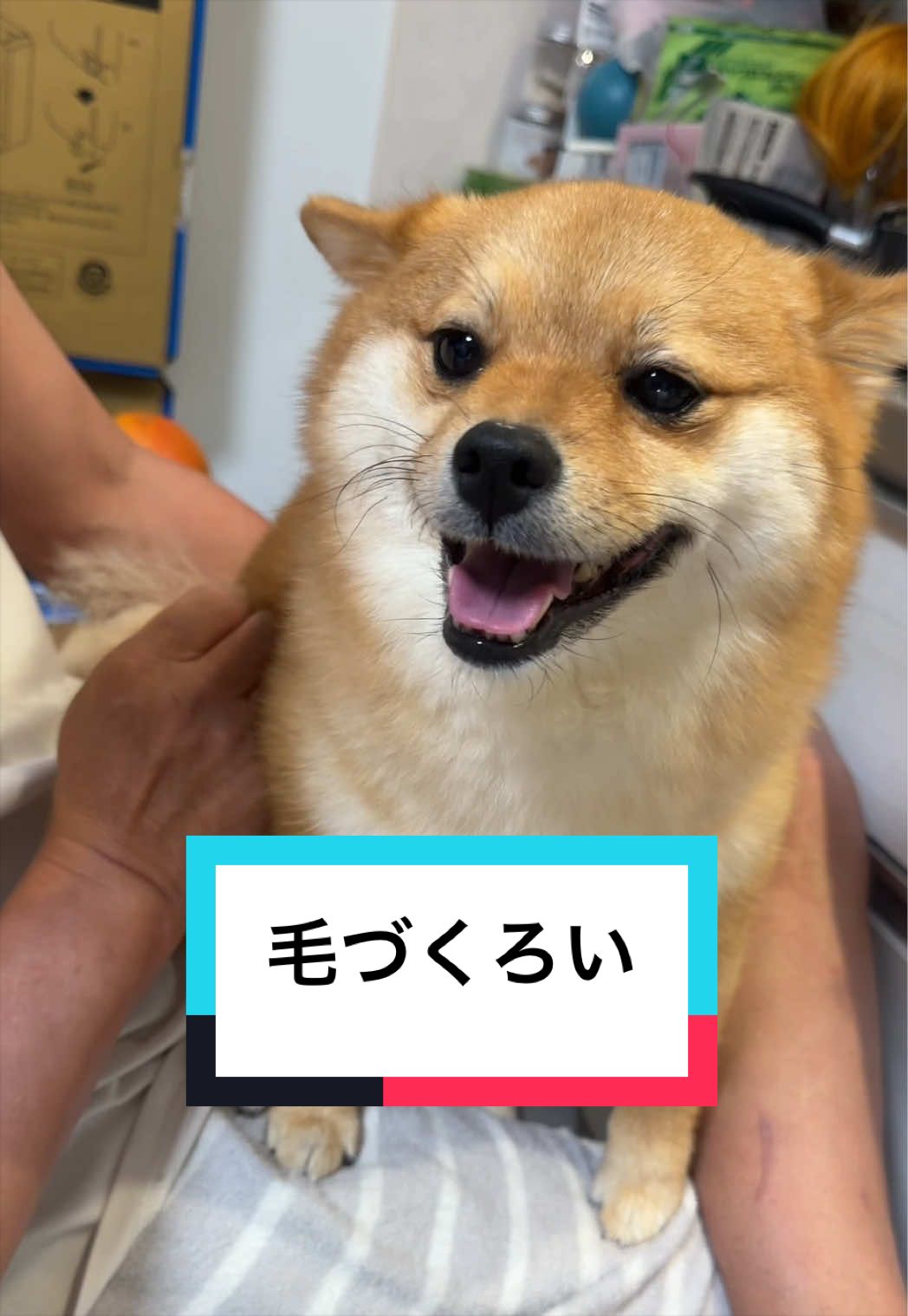 @🐶とん&ぺっぺこぺー🦊