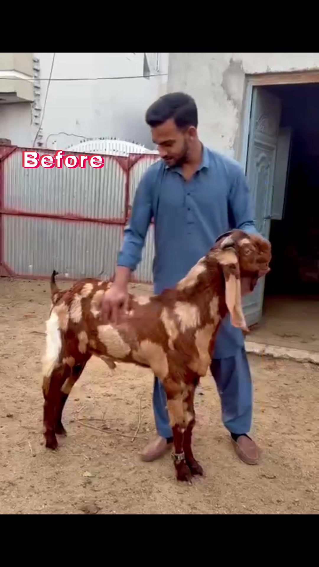 @Mohra Langrial Beetal1