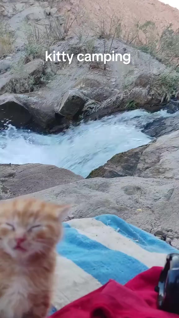 @Random Cat Stuff