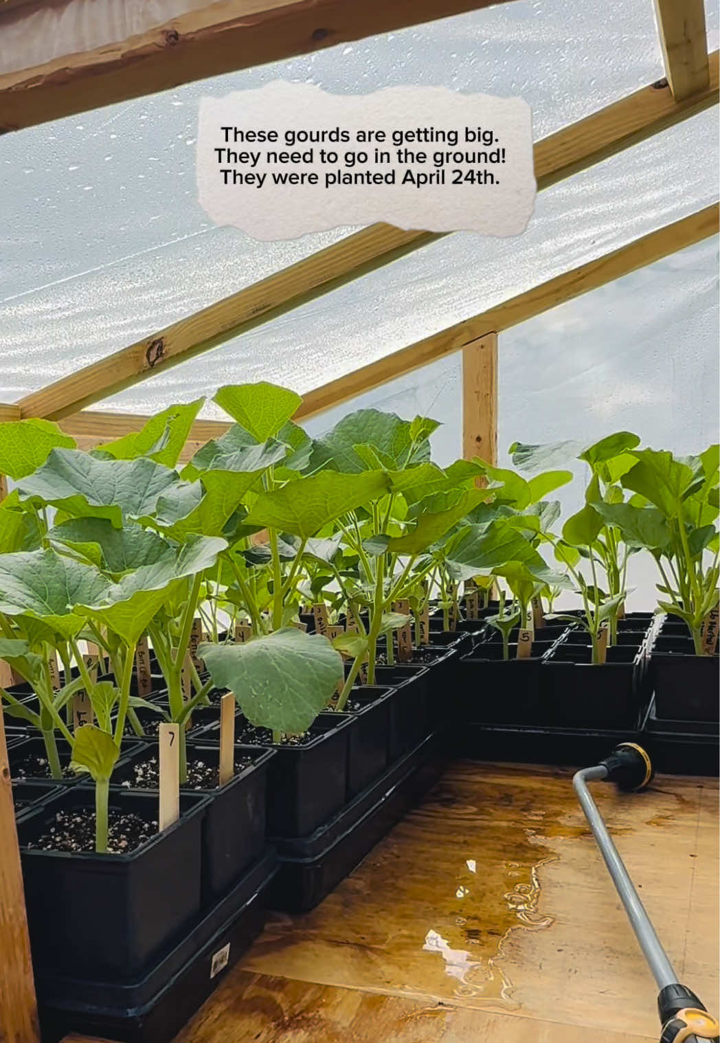 @Gourdfarmer