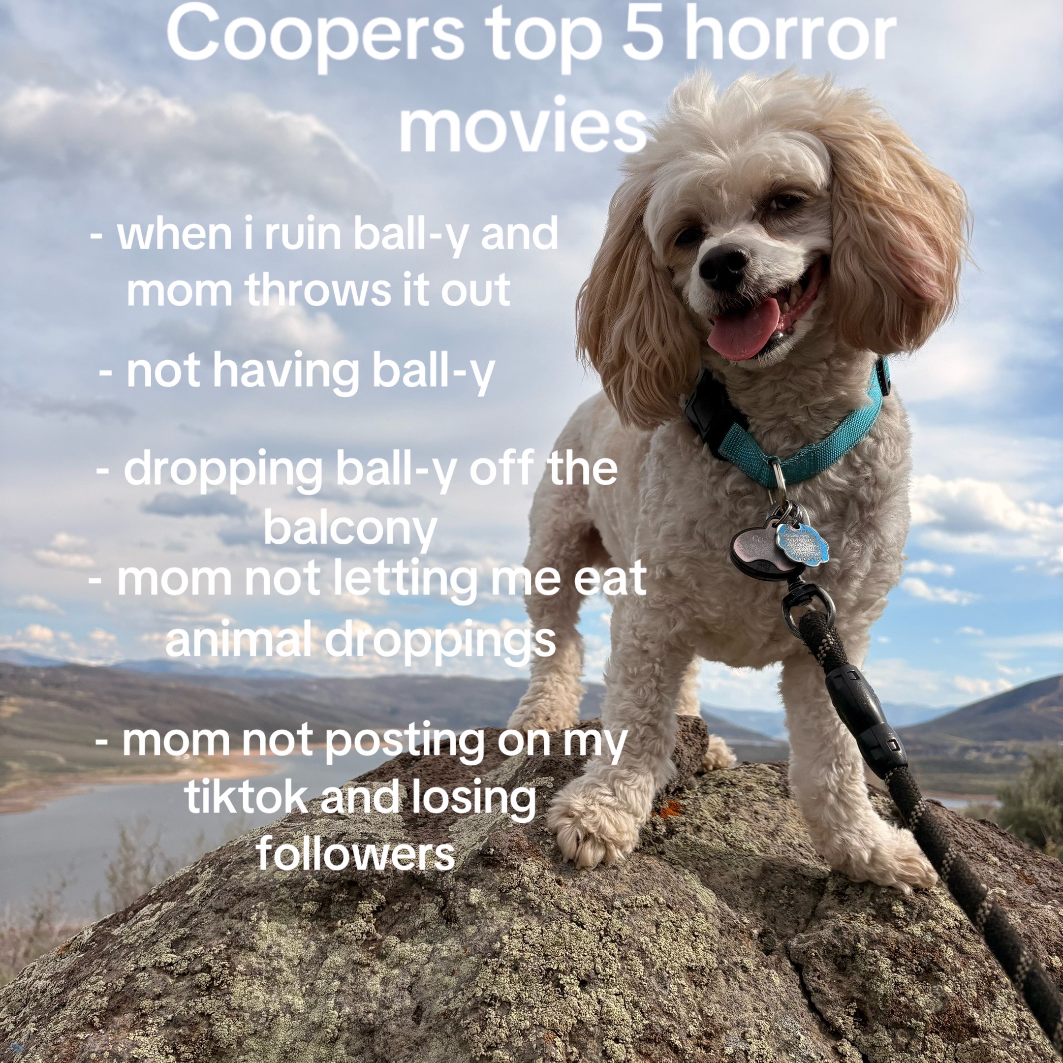 @Silly.dog.cooper