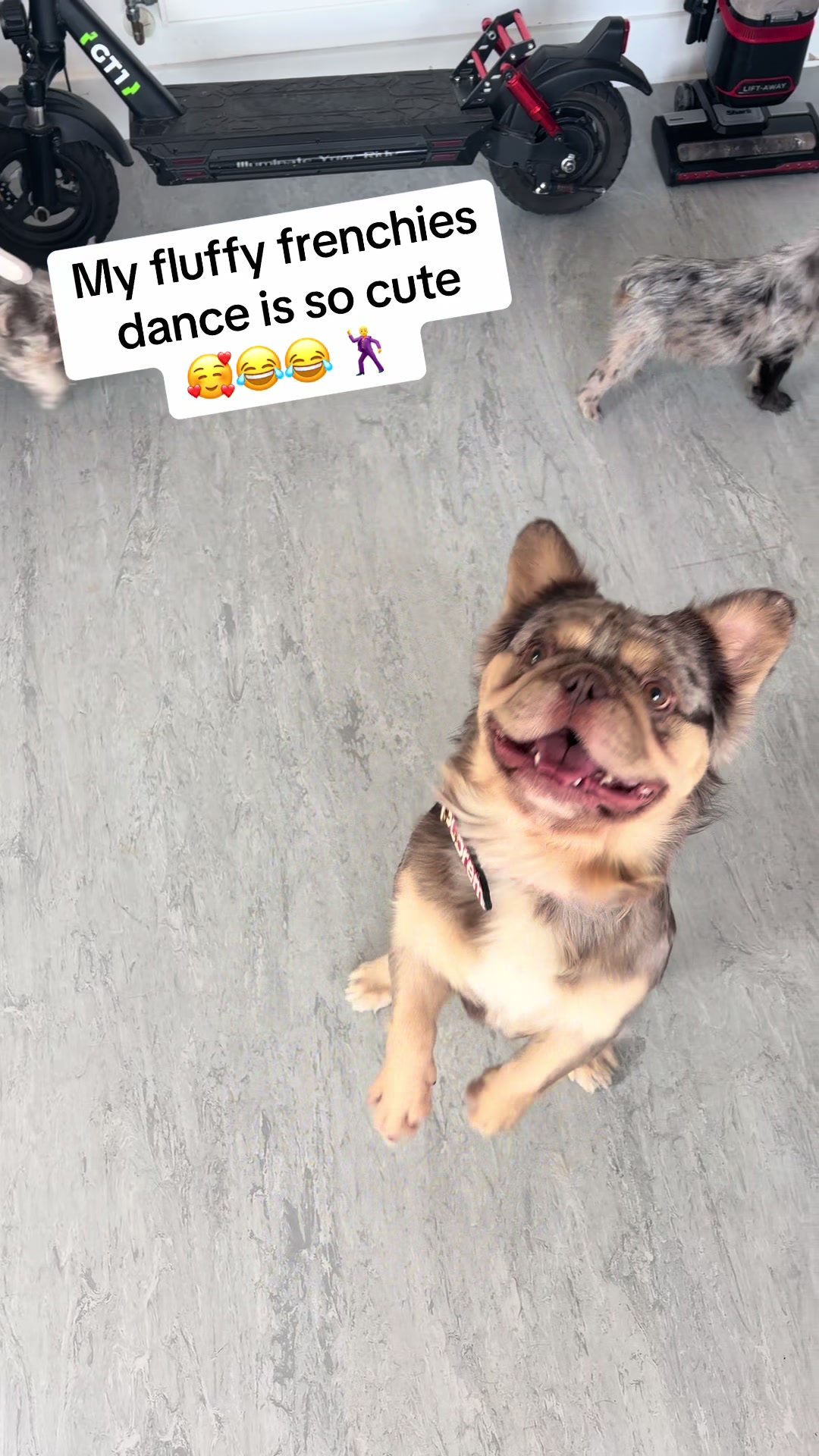 @Trendingbulldogz