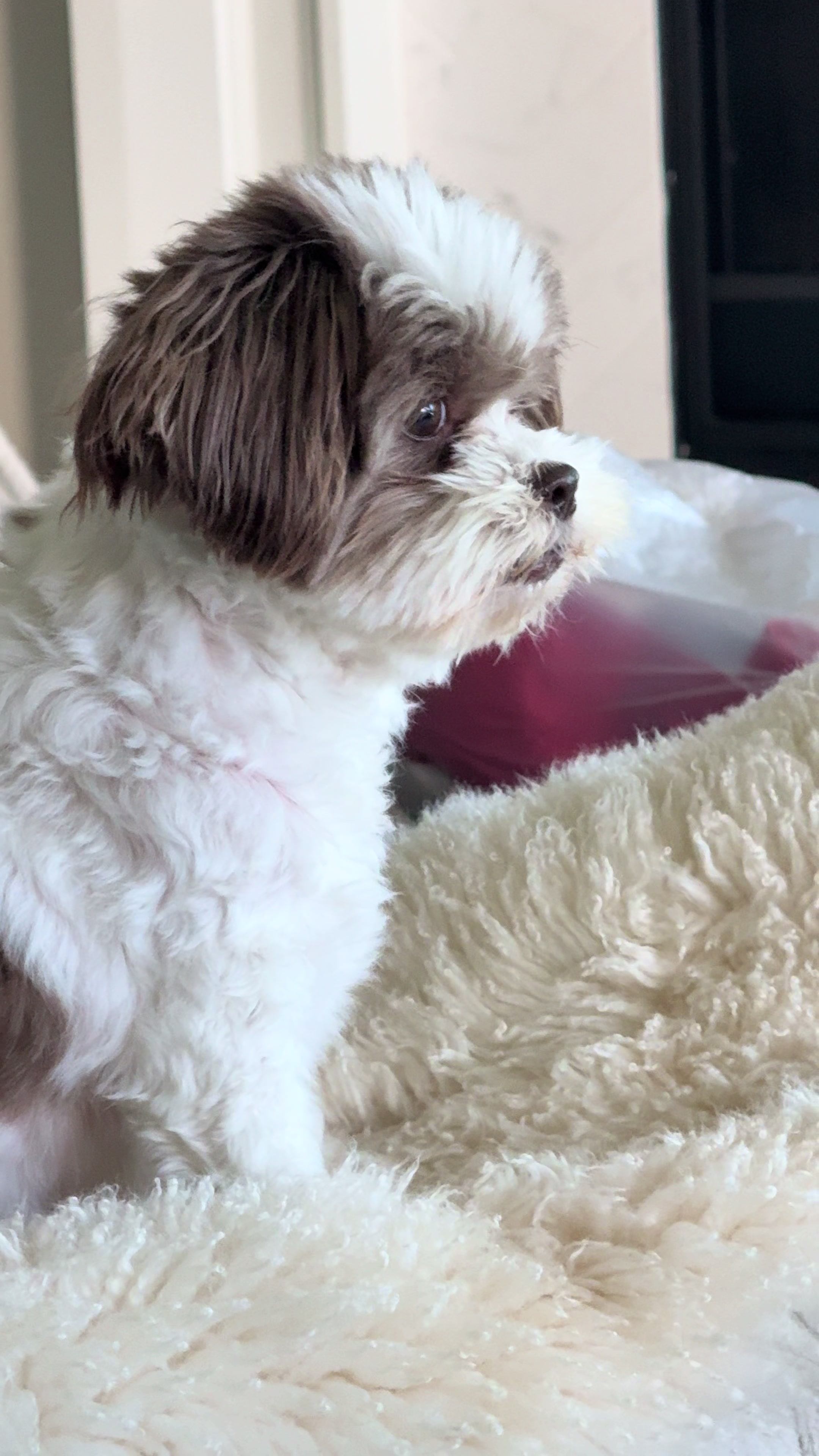 @My_4_Yorkies