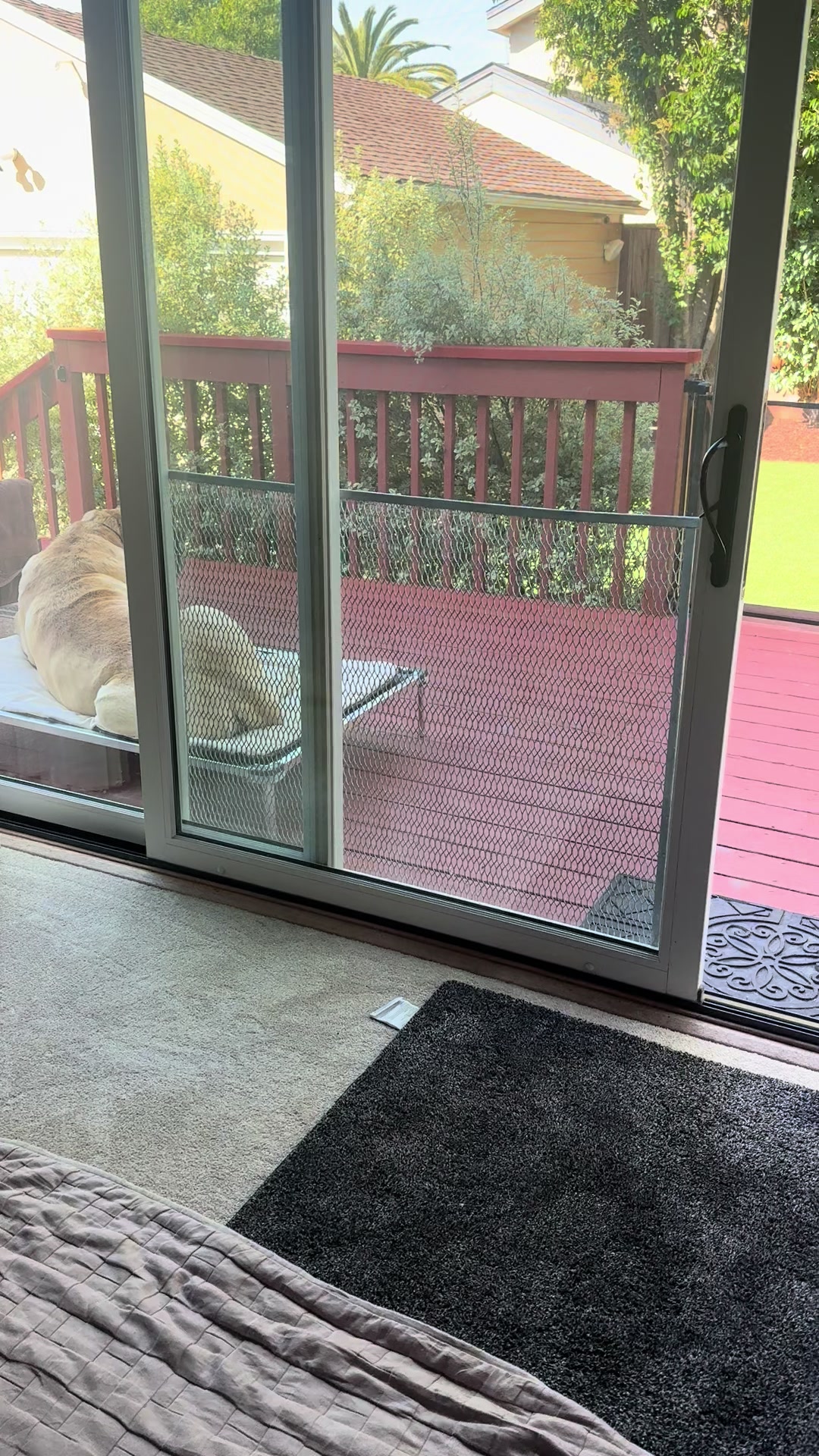 @Fronkythemastiff