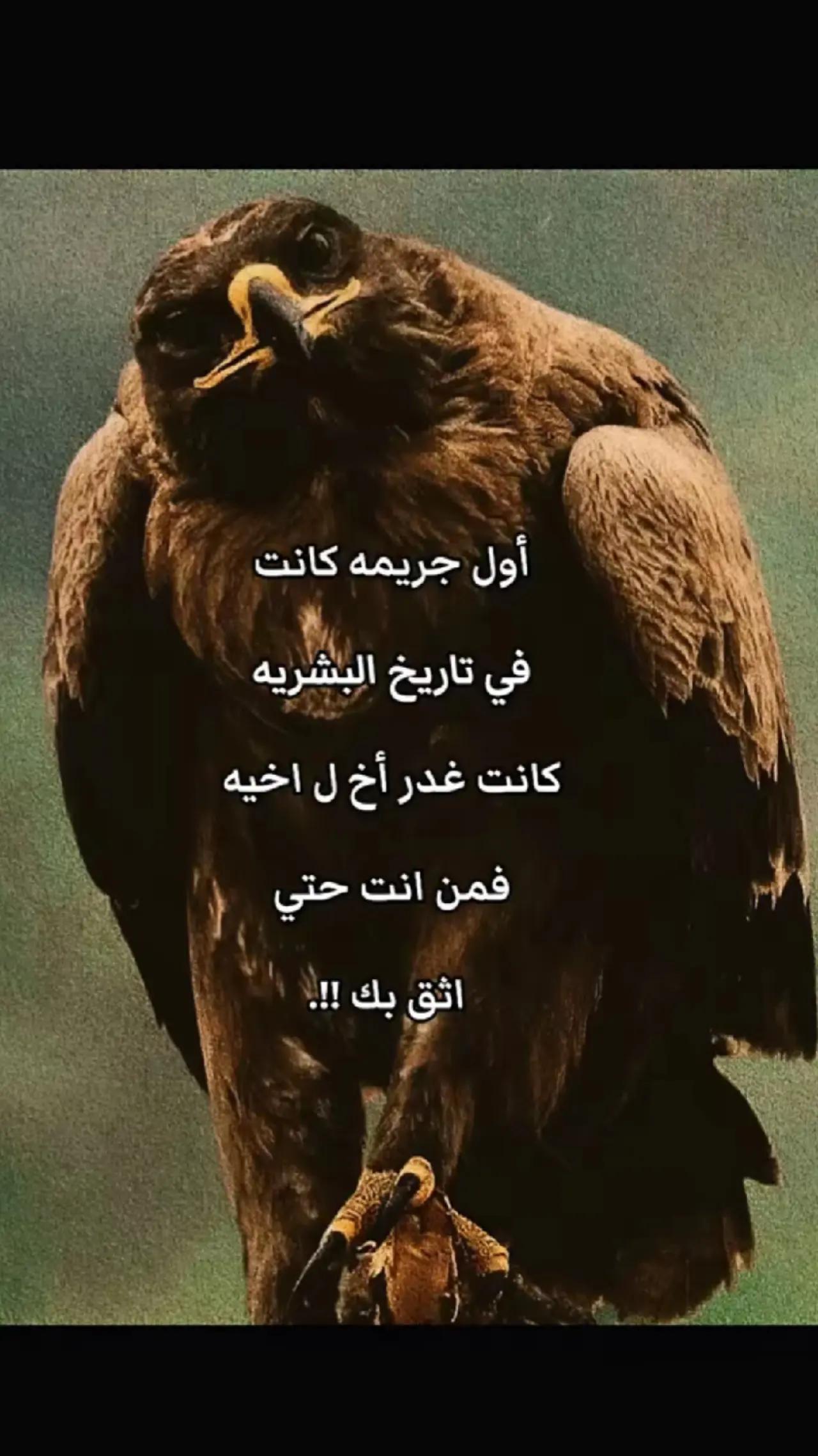 @الvlrهيبه بردو✈️🥇
