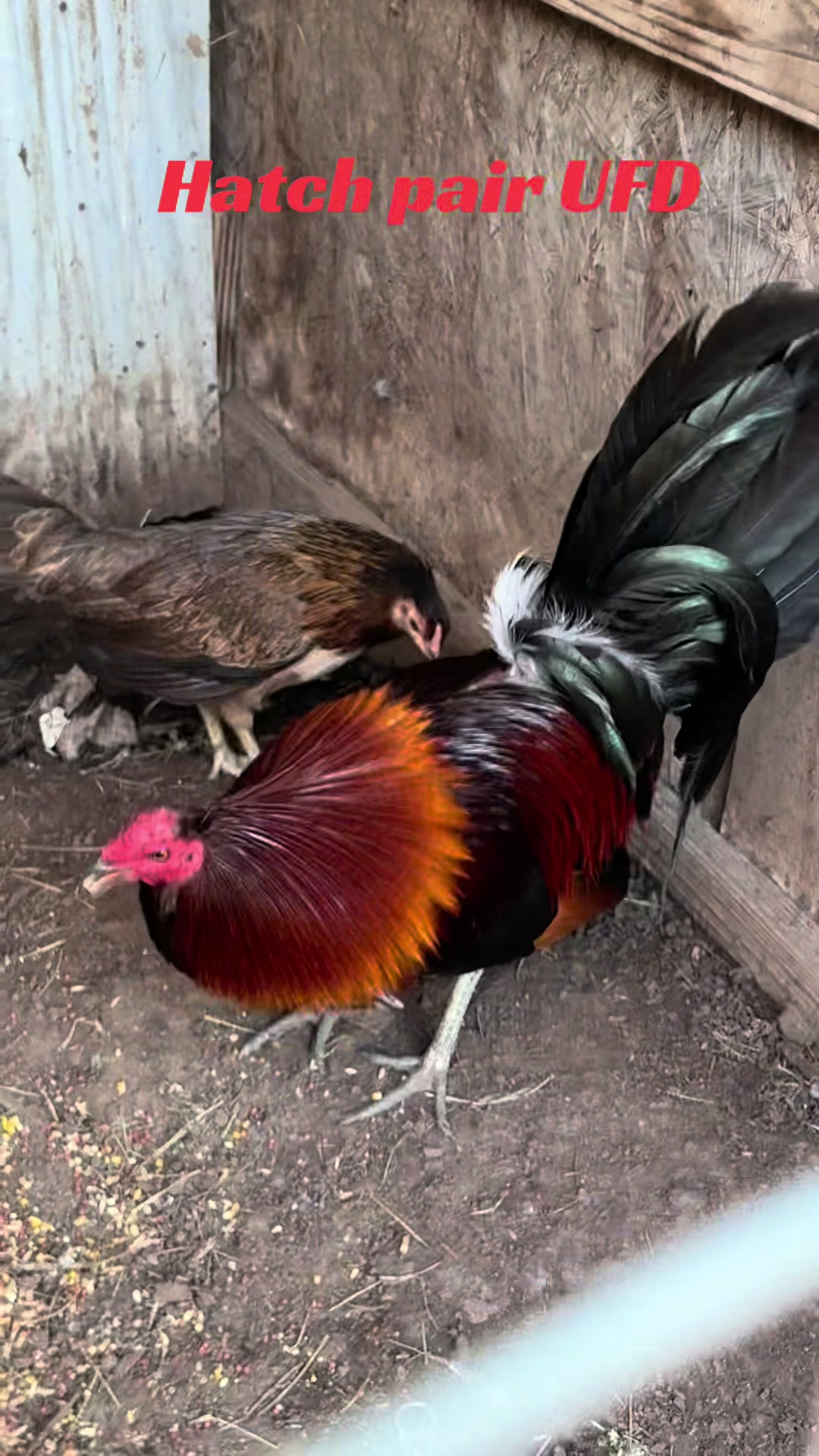 @Bryan Gamefarm