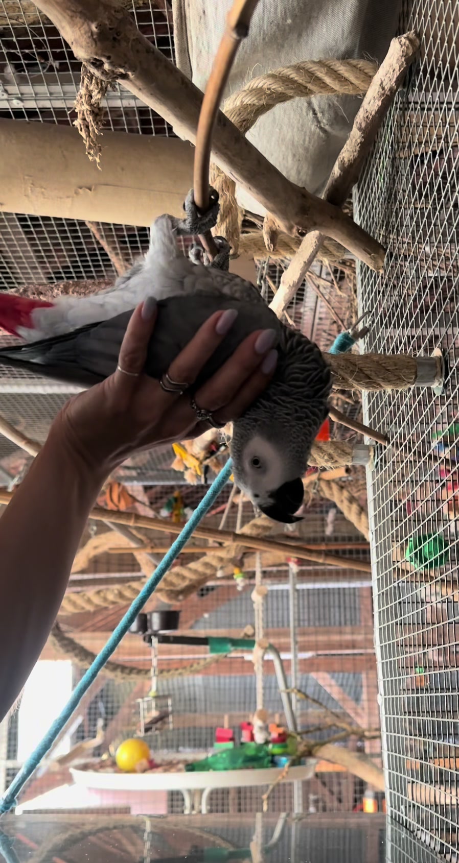 @(C&eacute;lia)BeHappyWithParrots🦜