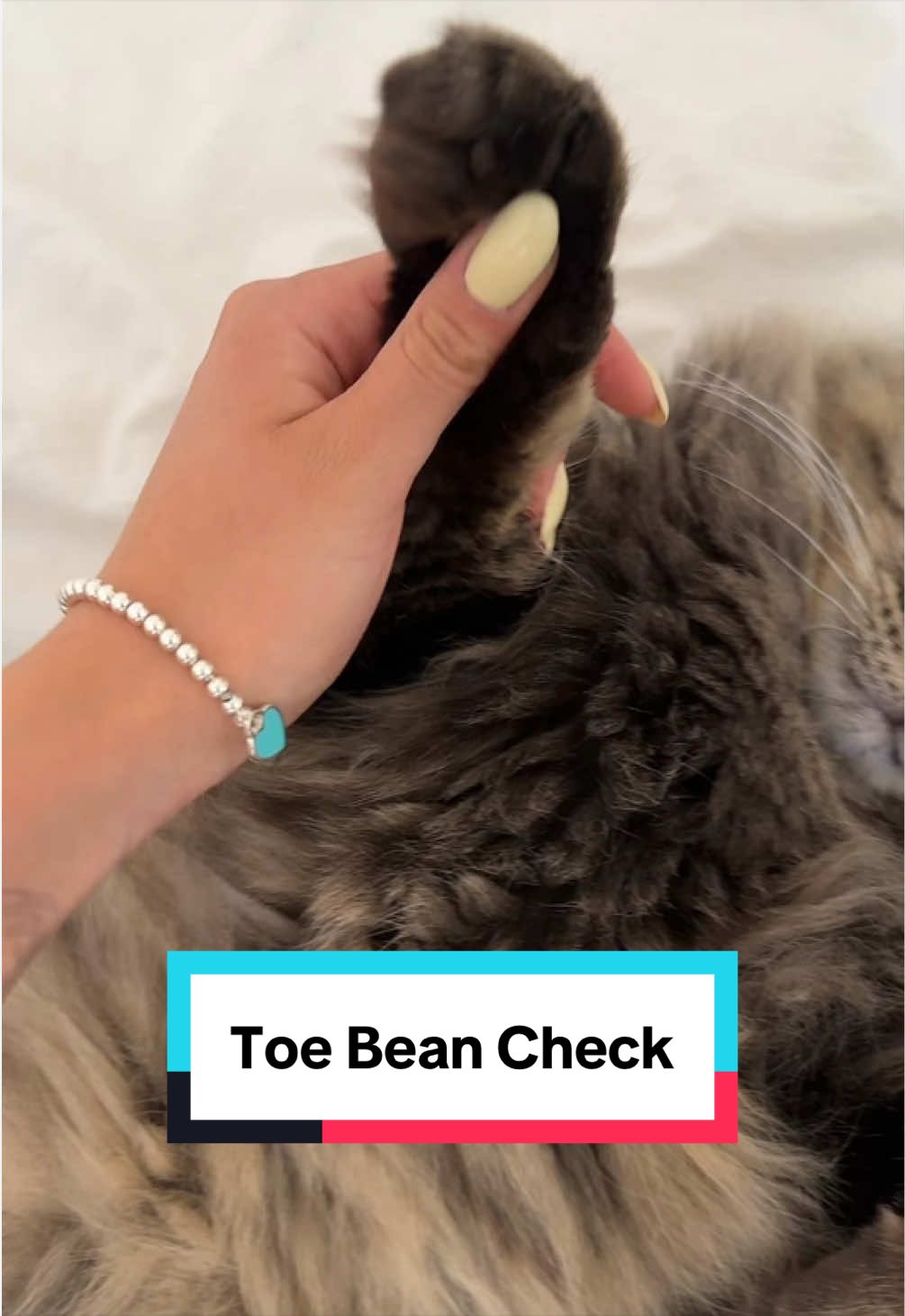 @Tuft & Paw