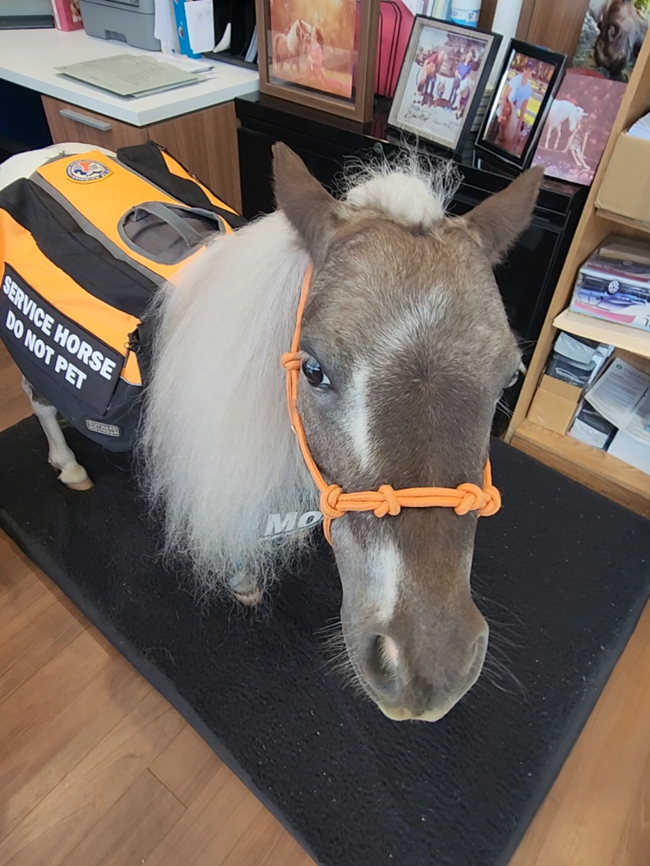@minihorsemomandtrainer🐴🐴🐴🐴