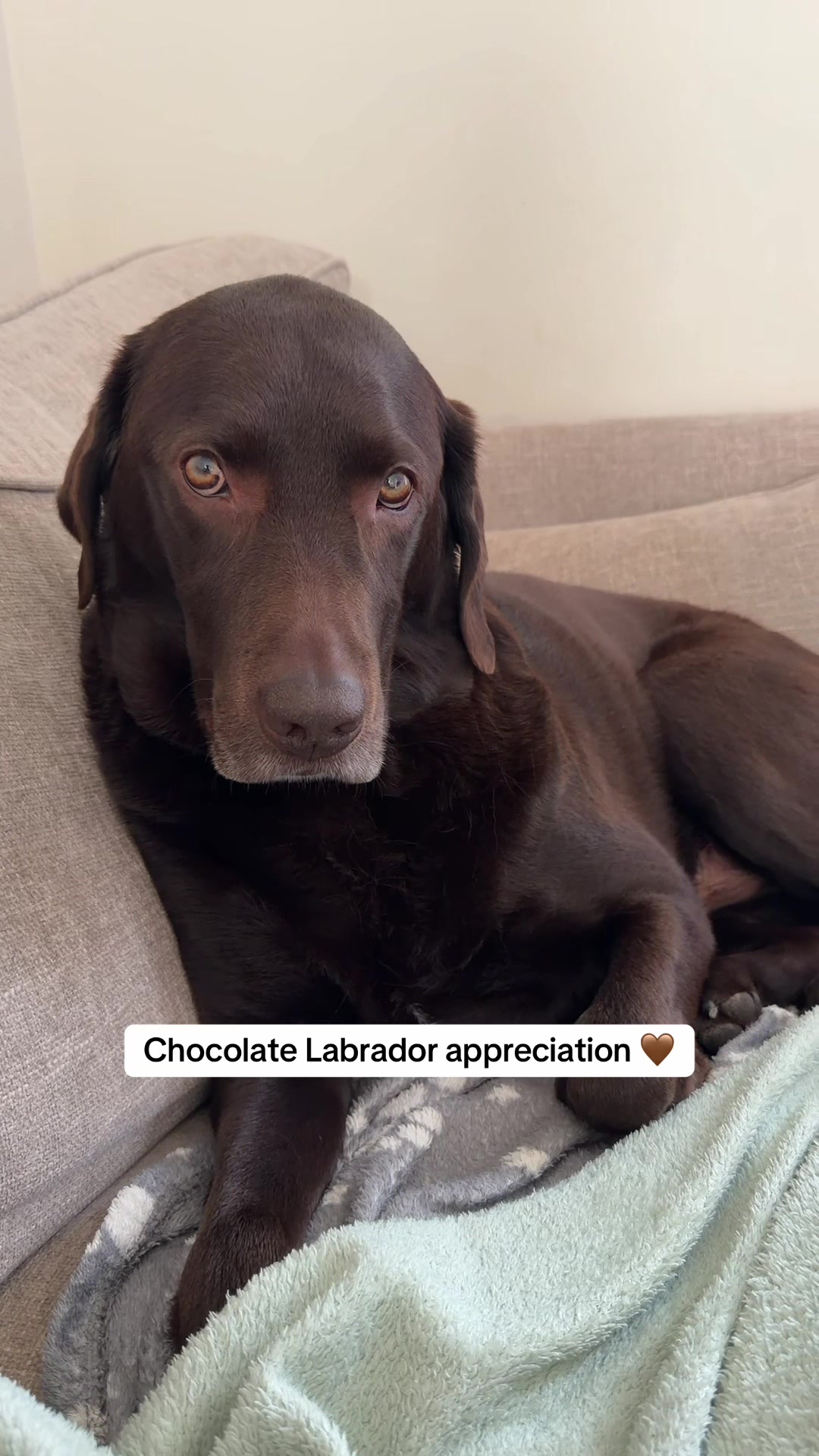 @The Labrador Buddy
