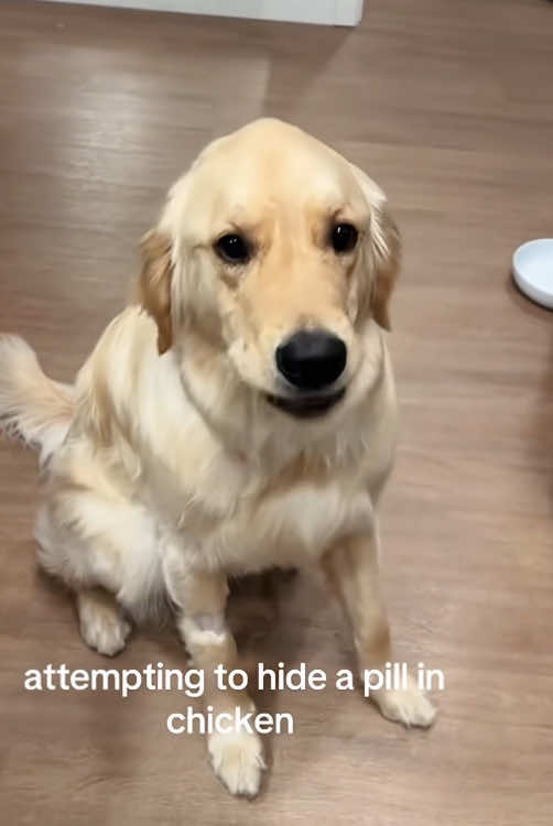 @cuteanimals472