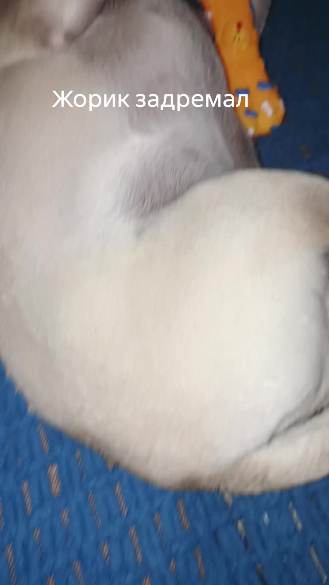 @мопс жора🐾