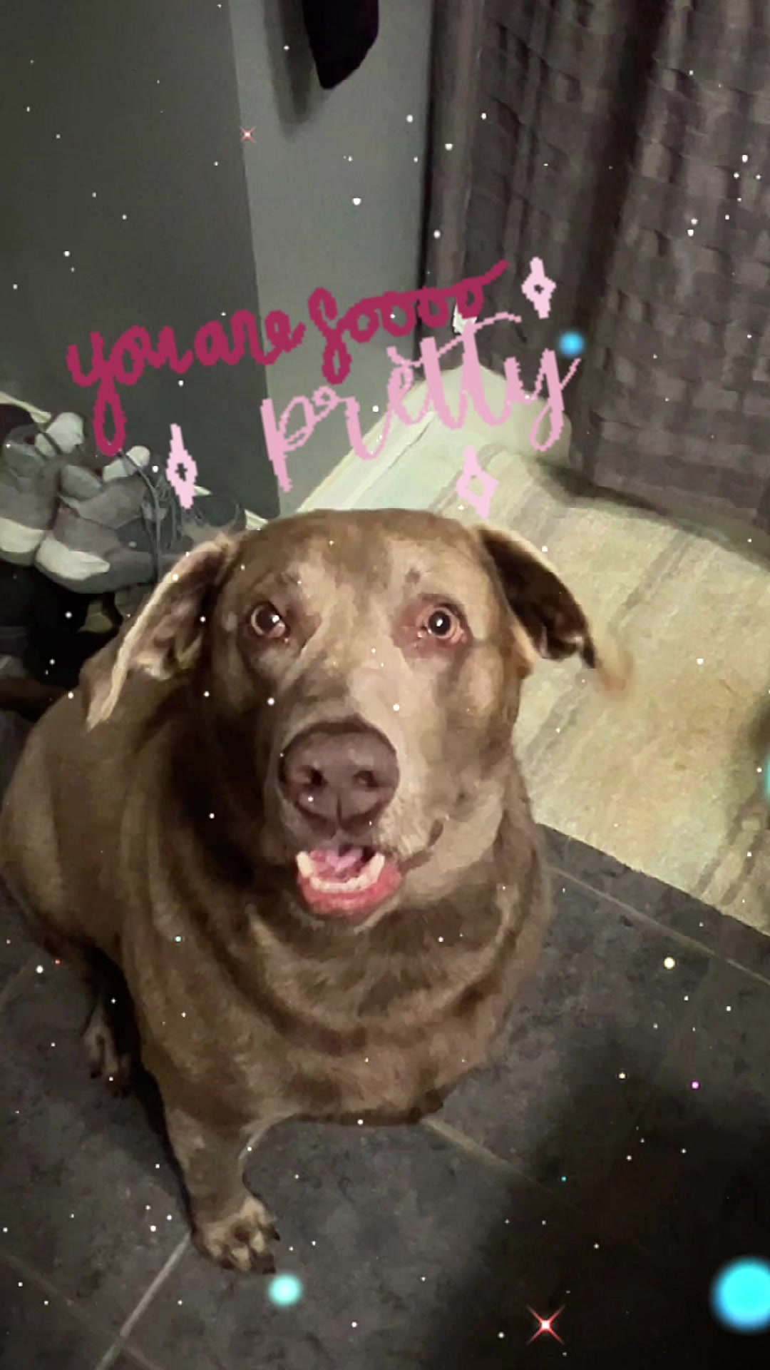 @Misty&rsquo;s🐾Dog Mom