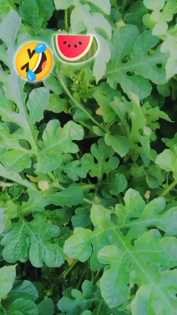 @꧁༺Wajid.Swabiwall༻꧂