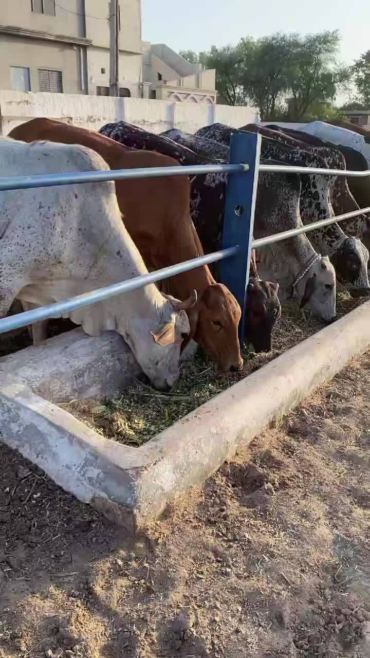 @Waqas Rohi wala