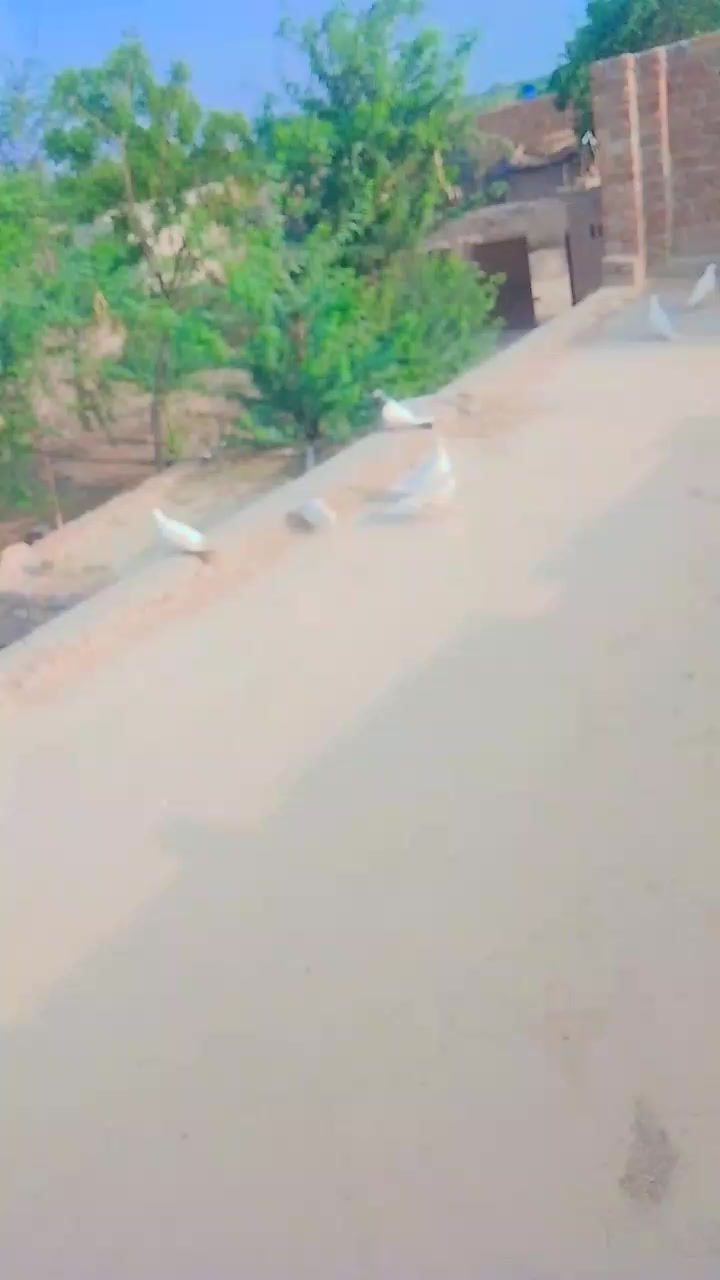 @chalihamza635