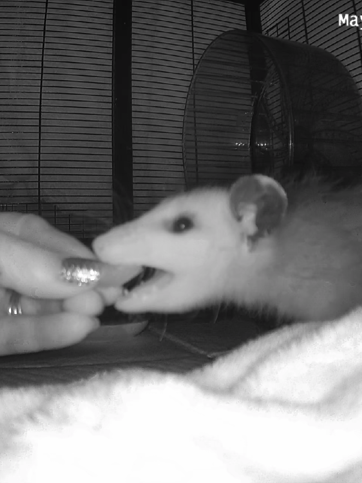 @OPOSSUMDAWGMOM