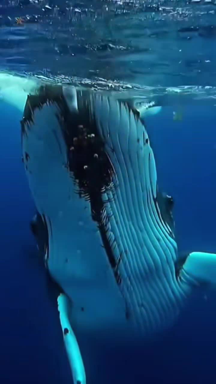@Whale - life in ocean