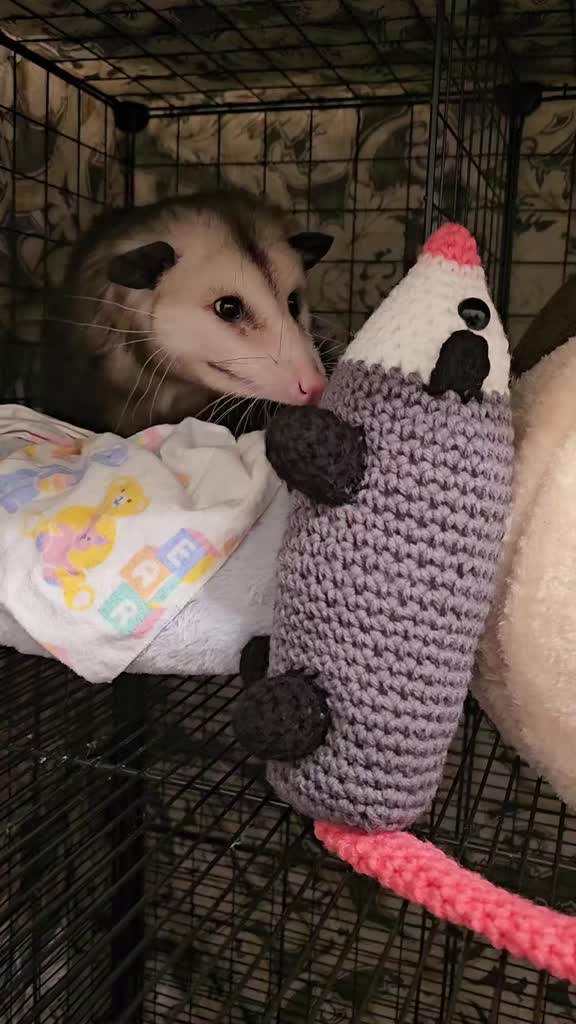 @OPOSSUMDAWGMOM