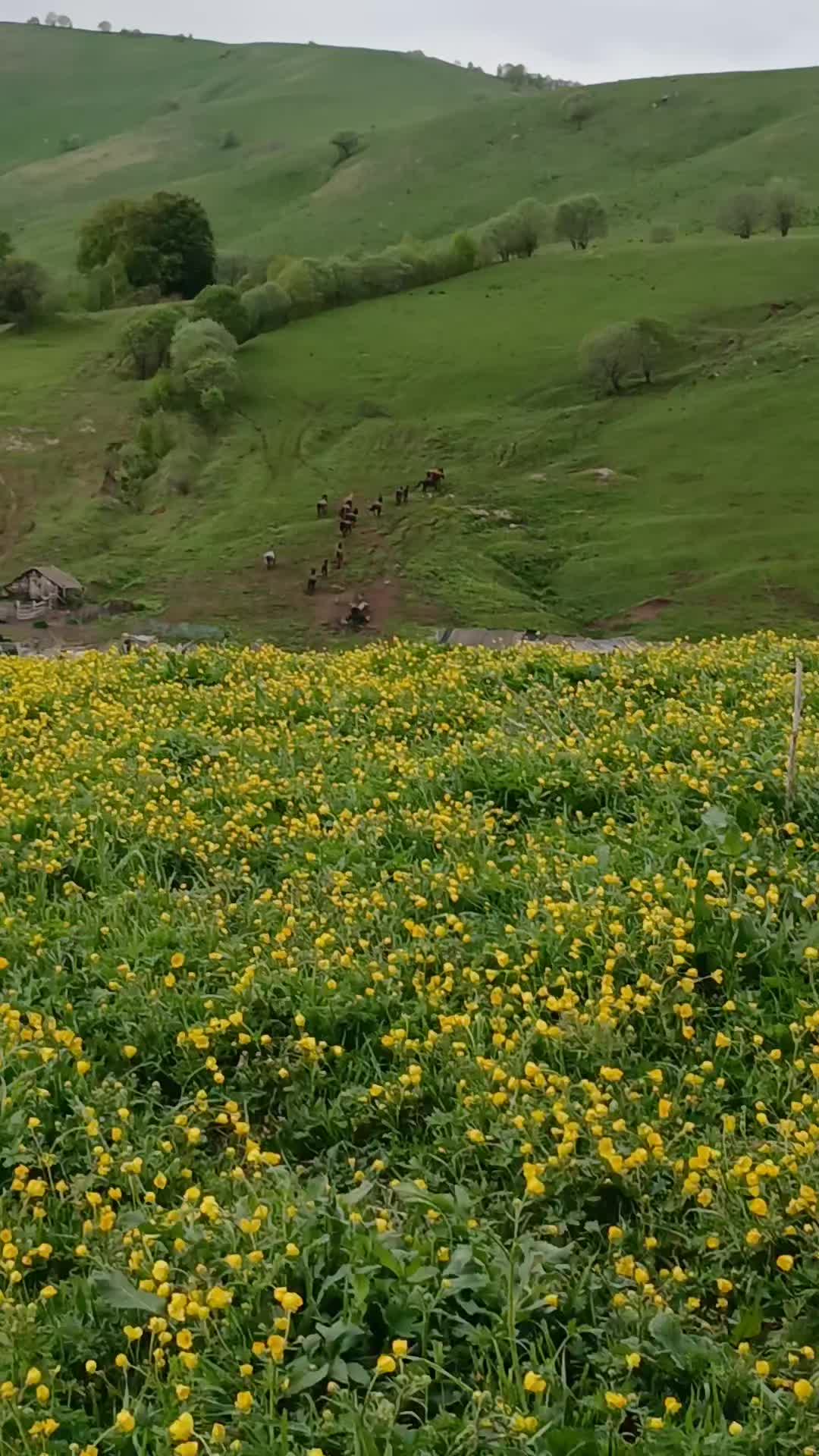 @𝐒𝐀𝐇𝐀𝐊𝐘𝐀𝐍