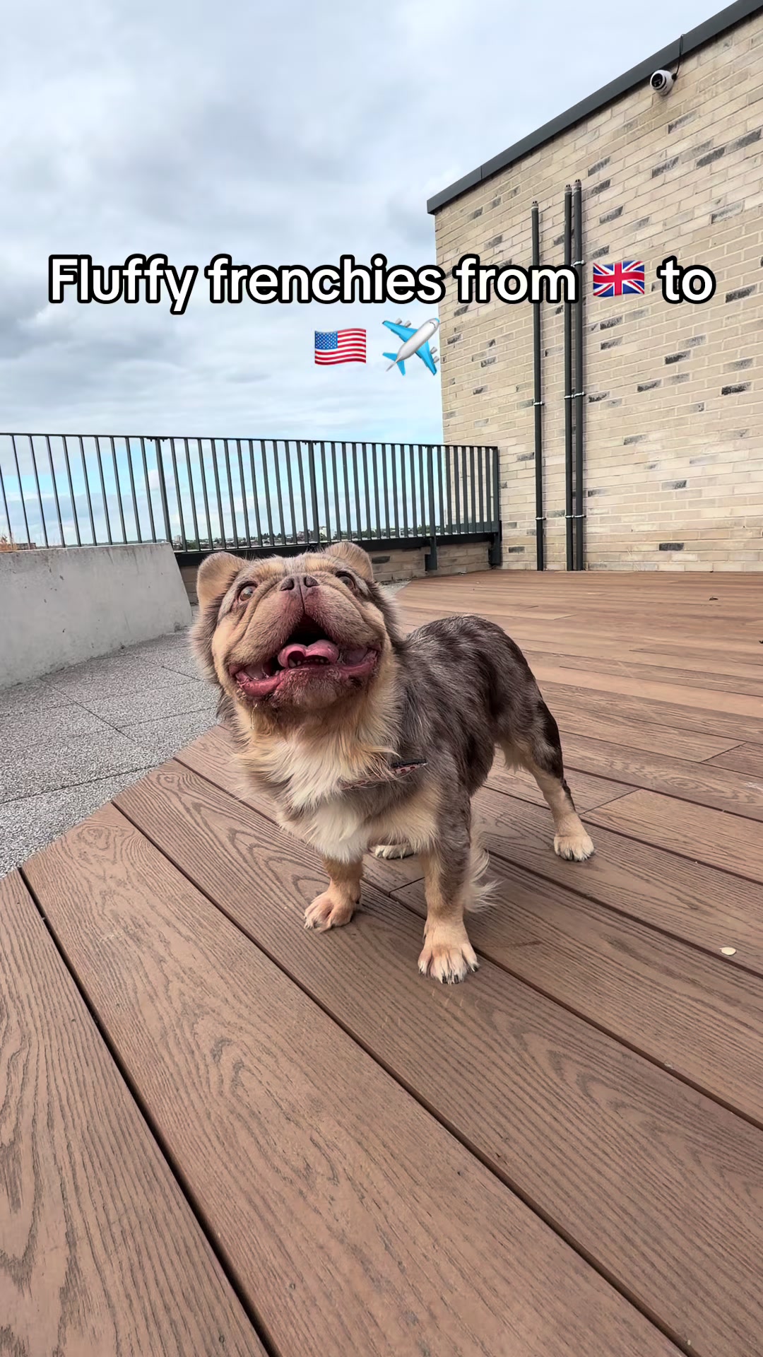 @Trendingbulldogz