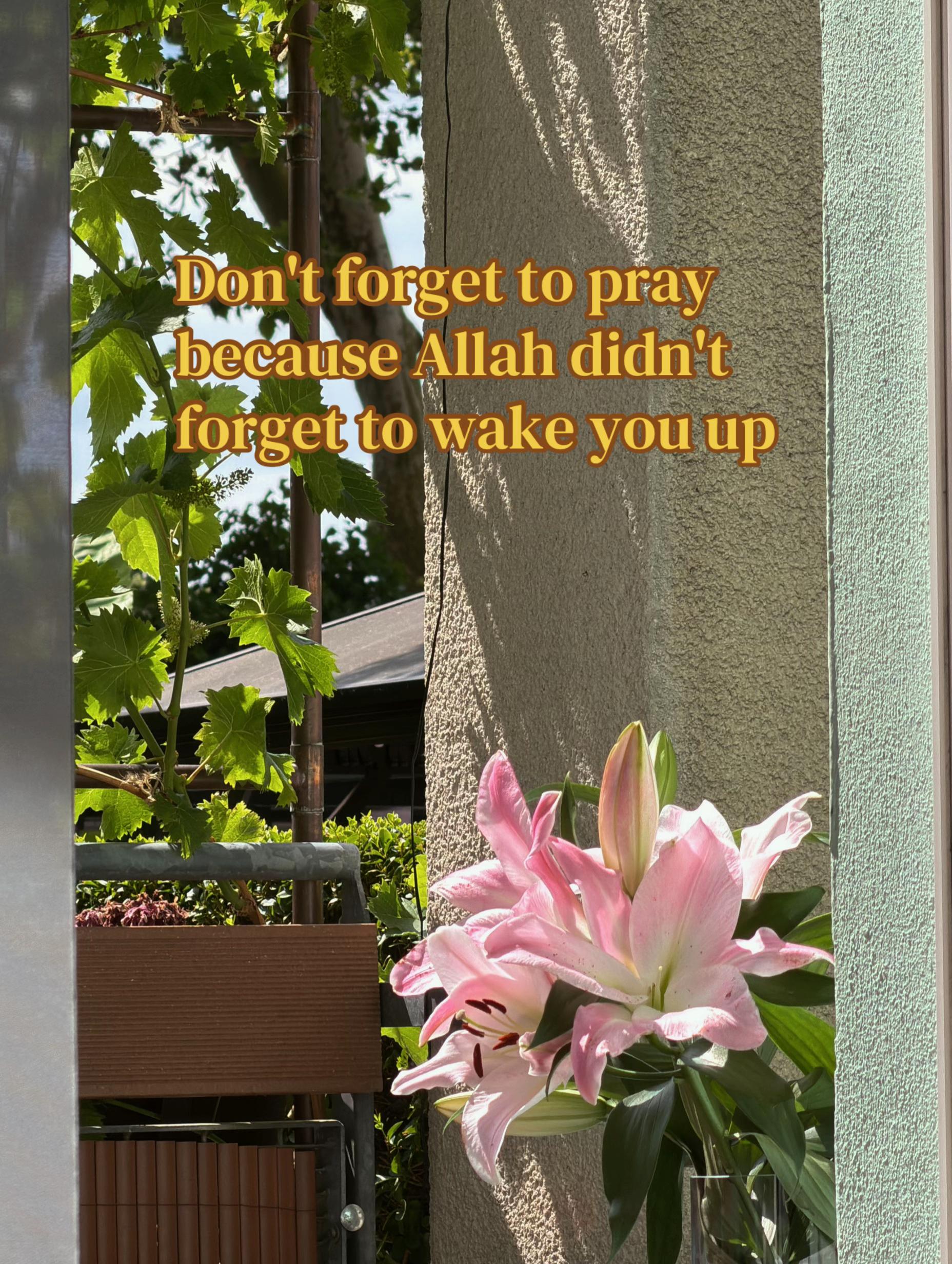 @Evelyn | Muslim Revert📚