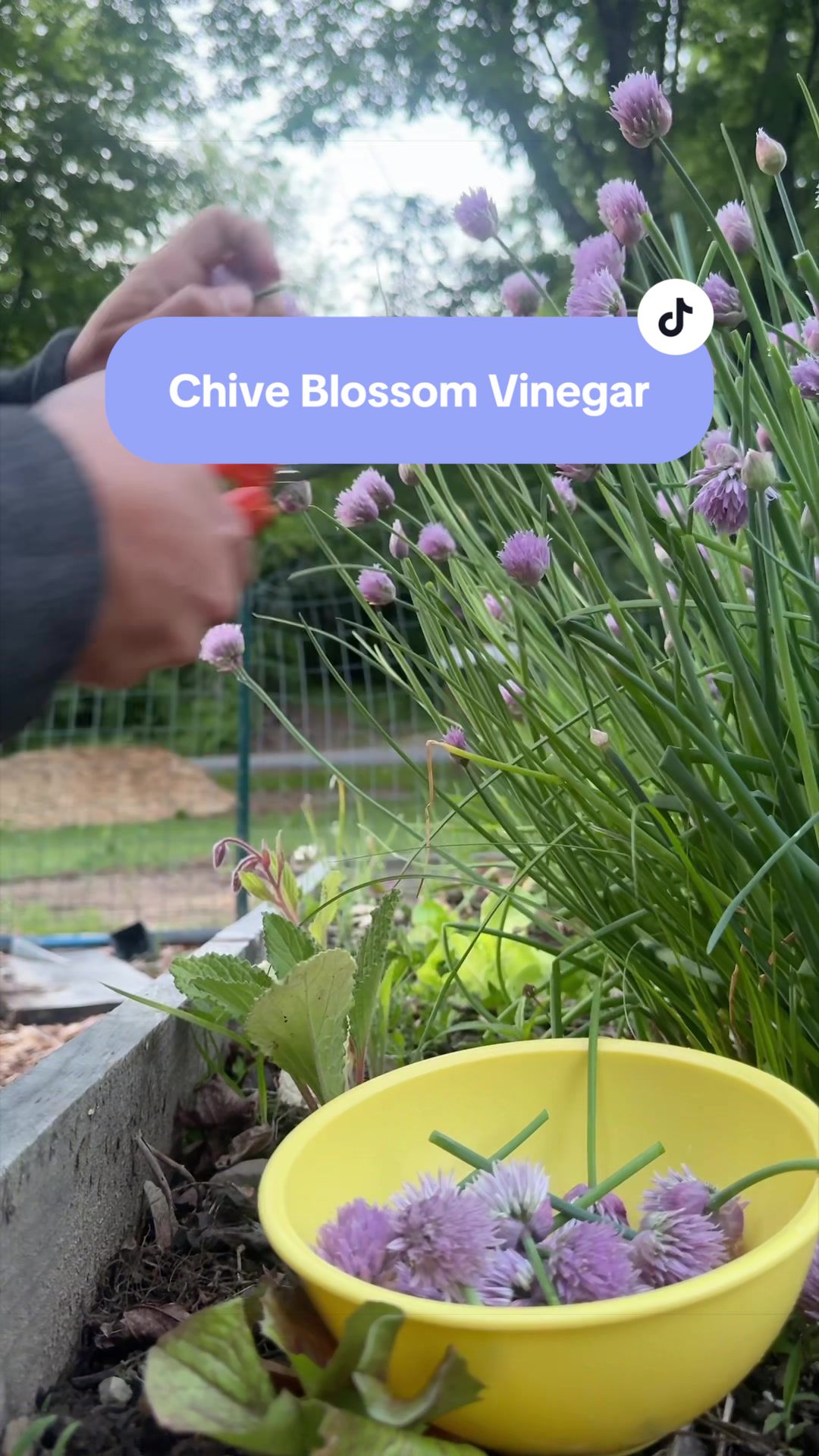 @Manica | zone 6a gardener